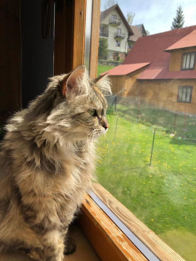 Апартаменты Bukowy Gosciniec Поронин Экстерьер фото